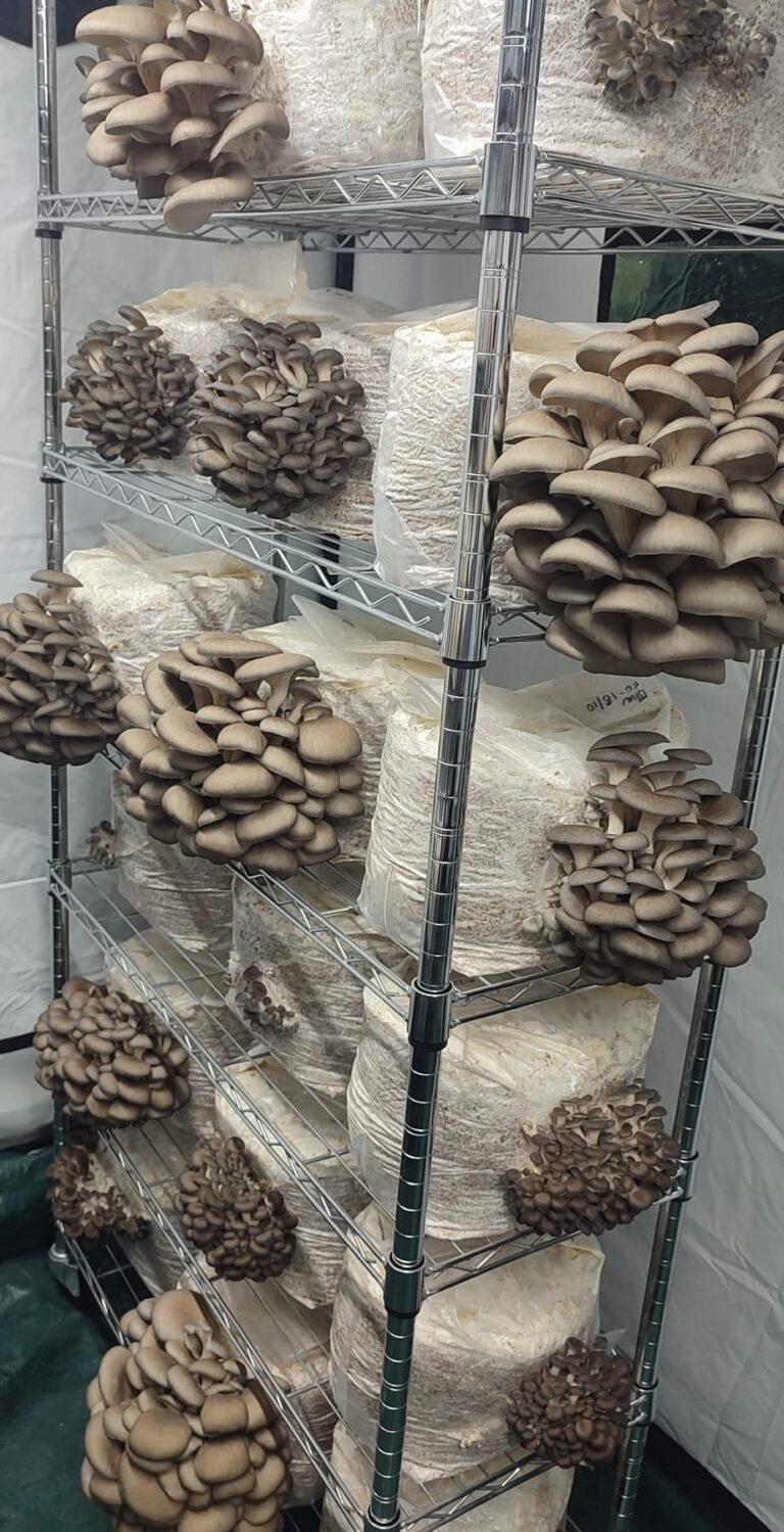 Gourmet oyster mushrooms grown on substrate blocks at Wyreside Mushrooms