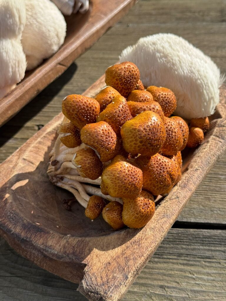 Close-up of golden Nameko mushrooms and Lion’s Mane mushrooms in a rustic wooden bowl at Wyreside Mushrooms.
