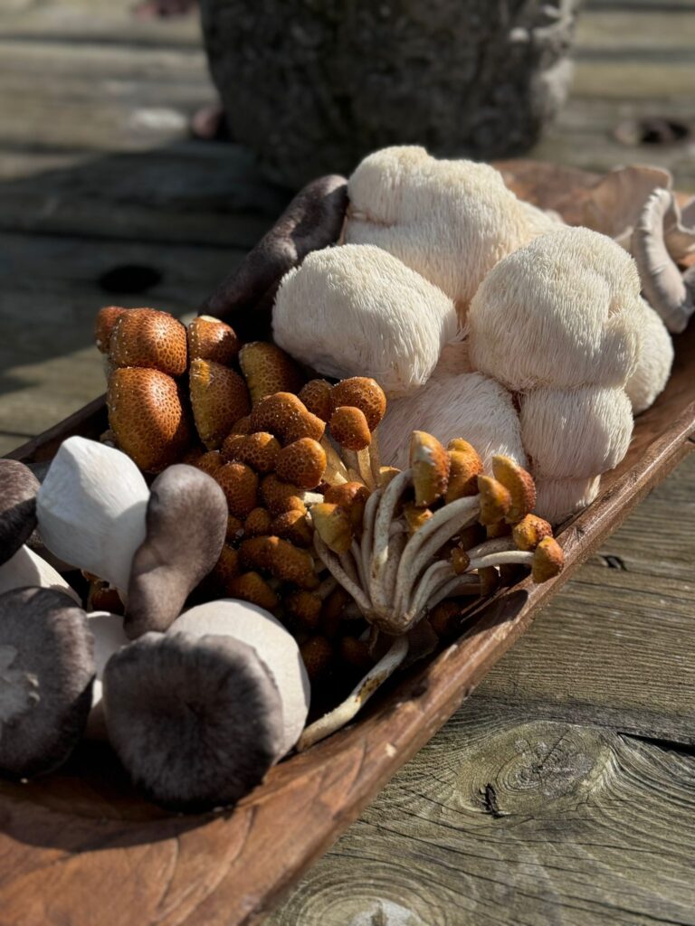 Fresh gourmet mushrooms including Lion’s Mane, Nameko, and King Oyster arranged in a wooden serving dish outdoors.