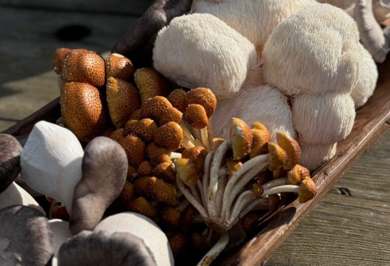 A selection of gourmet mushrooms available certified organic to buy from wyreside mushrooms
