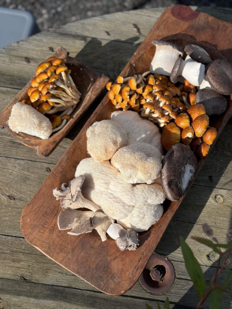 Artisan mushroom harvest featuring a mix of Lion’s Mane, Nameko, King Oyster, and Oyster mushrooms on a wooden platter from Wyreside Mushrooms.