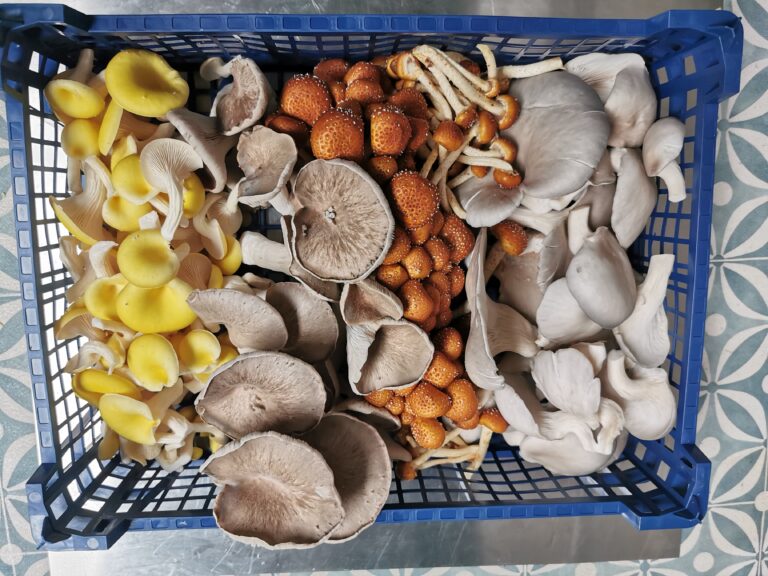 Where to find our gourmet mushrooms