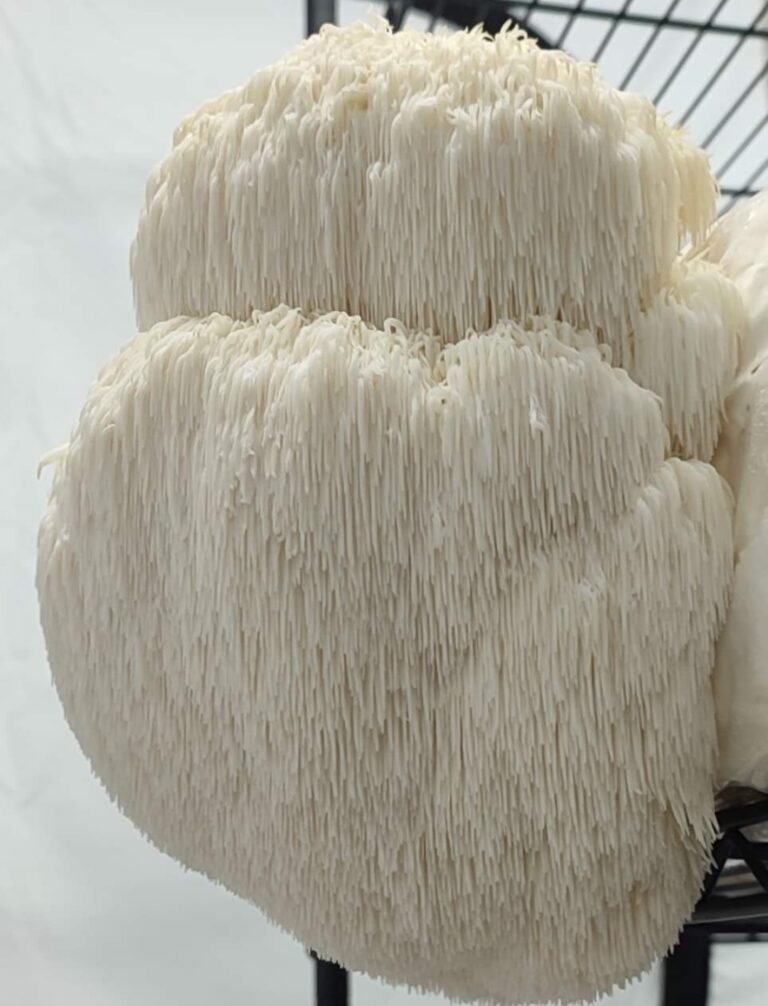 "Close-up of Lion’s Mane mushroom (Hericium erinaceus) fruiting on a grow shelf at Wyreside Mushrooms