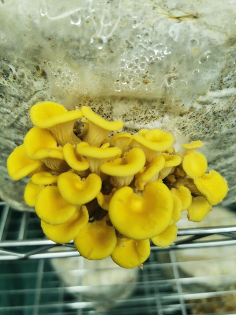 Bright yellow oyster mushrooms (Golden Oyster) emerging from grow bag in humid cultivation chamber at Wyreside Mushrooms