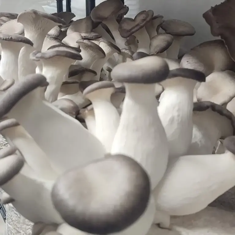 King Oyster mushrooms (Pleurotus eryngii) growing in dense clusters at Wyreside Mushrooms indoor farm